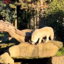 Séjour ✨ Un voyage ludique et culturel au cœur de la Normandie ✨ - Galerie Zoo de Beauval / jour 5