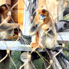 Séjour ✨ Un voyage ludique et culturel au cœur de la Normandie ✨ - Galerie Zoo de Beauval / jour 5
