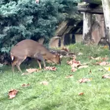 Séjour ✨ Un voyage ludique et culturel au cœur de la Normandie ✨ - Galerie Zoo de Beauval / jour 5