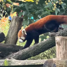 Séjour ✨ Un voyage ludique et culturel au cœur de la Normandie ✨ - Galerie Zoo de Beauval / jour 5