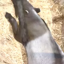 Séjour ✨ Un voyage ludique et culturel au cœur de la Normandie ✨ - Galerie Zoo de Beauval / jour 5