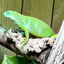 Séjour ✨ Un voyage ludique et culturel au cœur de la Normandie ✨ - Galerie Zoo de Beauval / jour 5