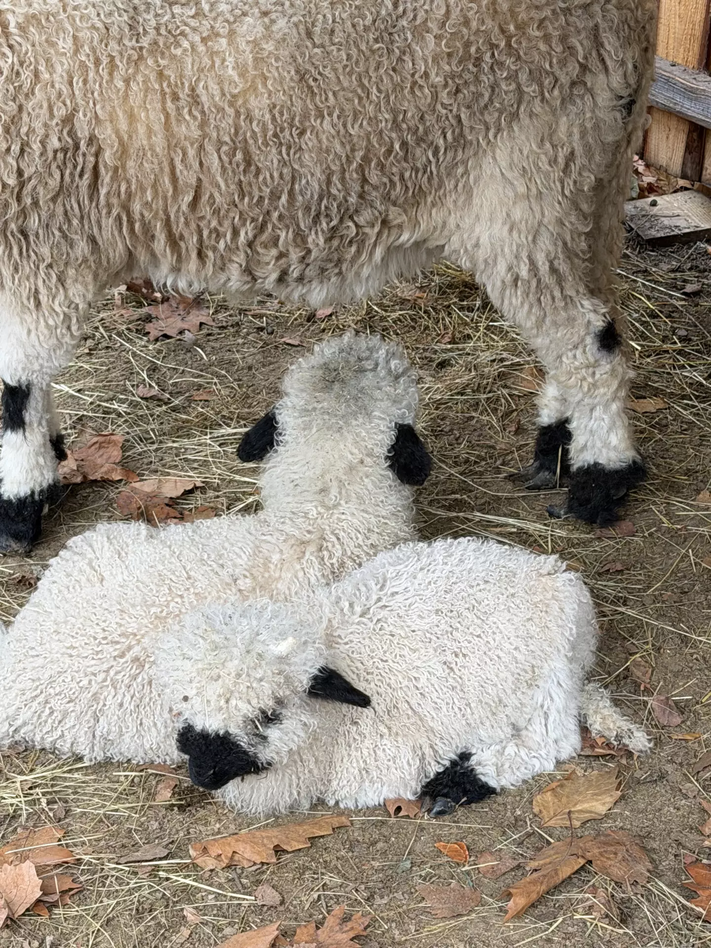 Séjour ✨ Un voyage ludique et culturel au cœur de la Normandie ✨ - Galerie Mont St Michel et visite de la ferme / jour 4