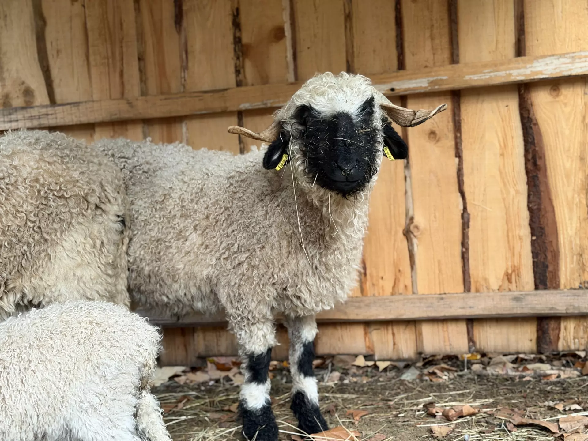 Séjour ✨ Un voyage ludique et culturel au cœur de la Normandie ✨ - Galerie Mont St Michel et visite de la ferme / jour 4