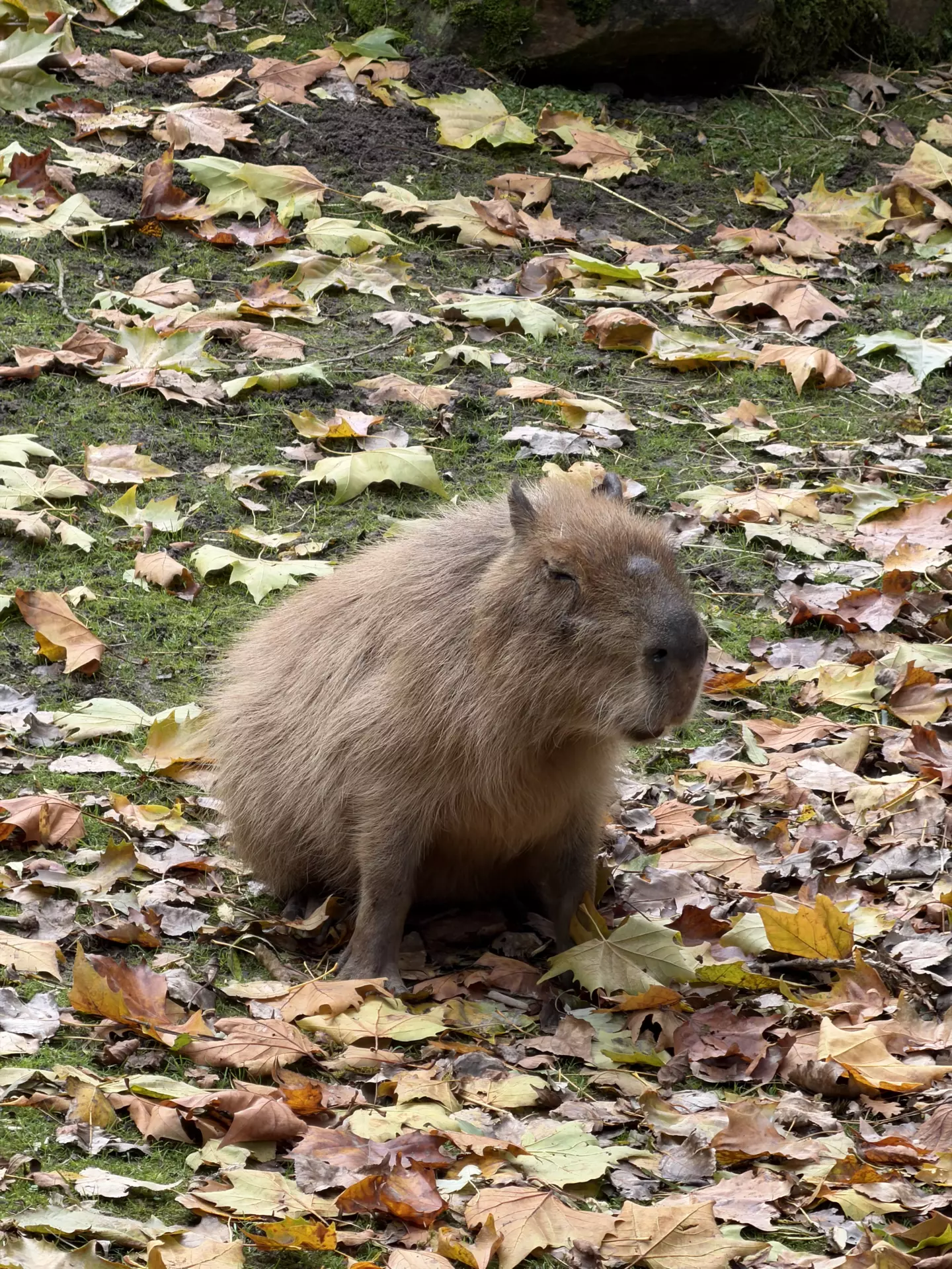 Séjour ✨ Un voyage ludique et culturel au cœur de la Normandie ✨ - Galerie Zoo de Beauval / jour 5