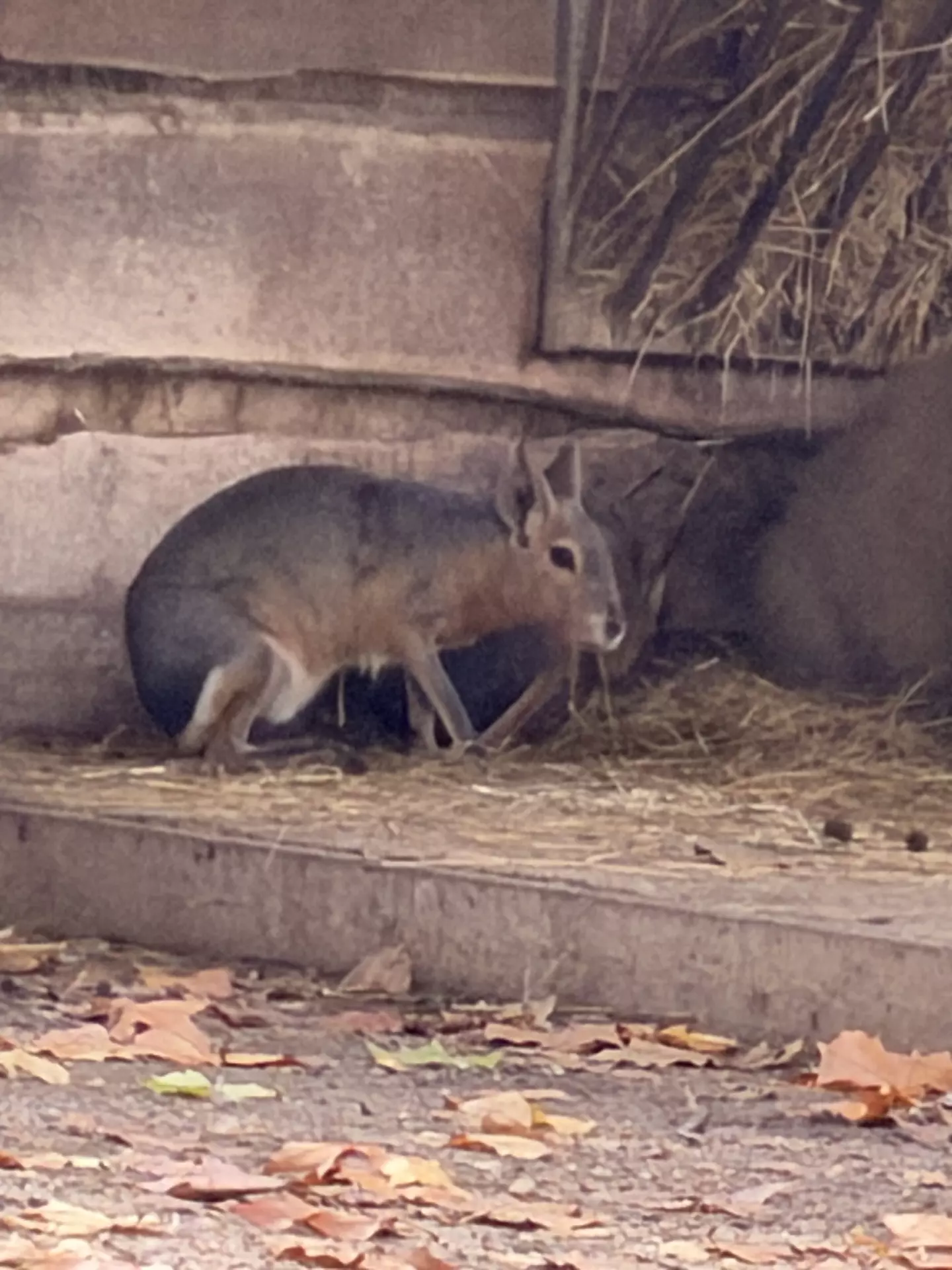 Séjour ✨ Un voyage ludique et culturel au cœur de la Normandie ✨ - Galerie Zoo de Beauval / jour 5