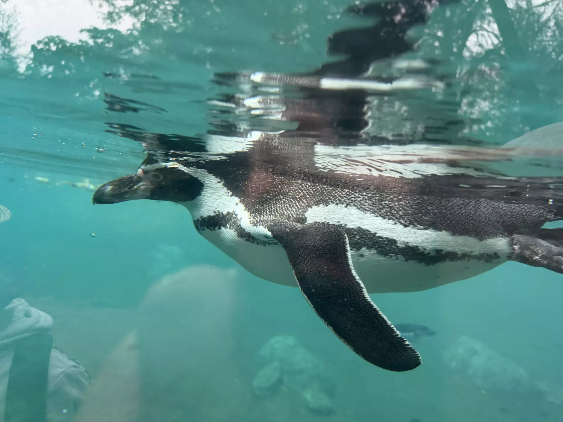 Séjour ✨ Un voyage ludique et culturel au cœur de la Normandie ✨ - Galerie Zoo de Beauval / jour 5