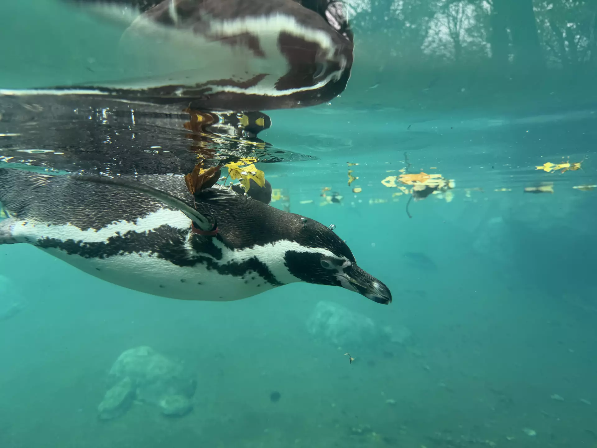 Séjour ✨ Un voyage ludique et culturel au cœur de la Normandie ✨ - Galerie Zoo de Beauval / jour 5