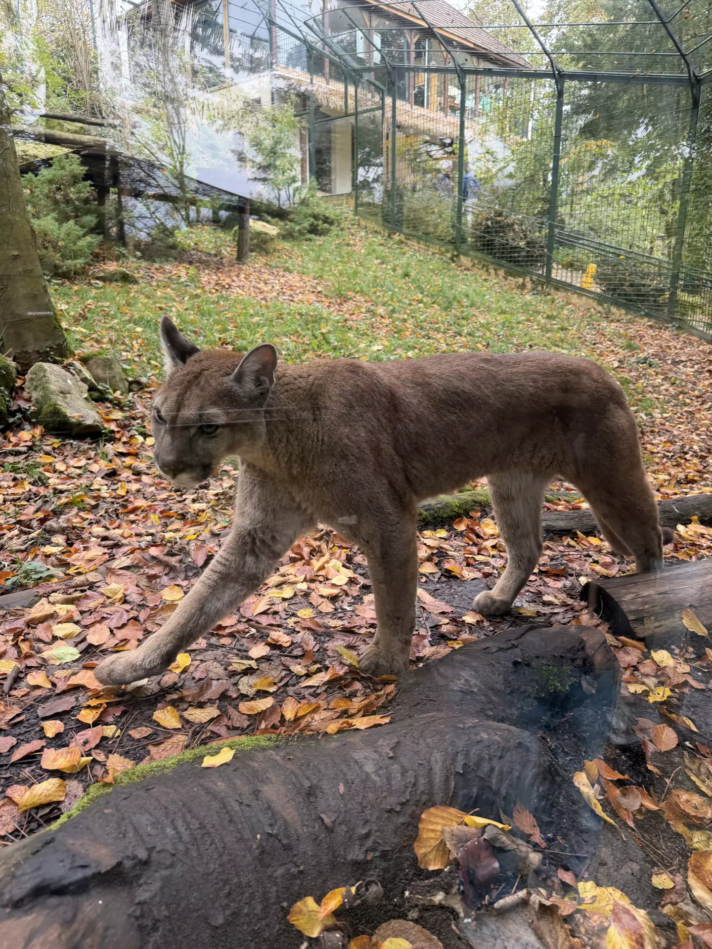 Séjour ✨ Un voyage ludique et culturel au cœur de la Normandie ✨ - Galerie Zoo de Beauval / jour 5