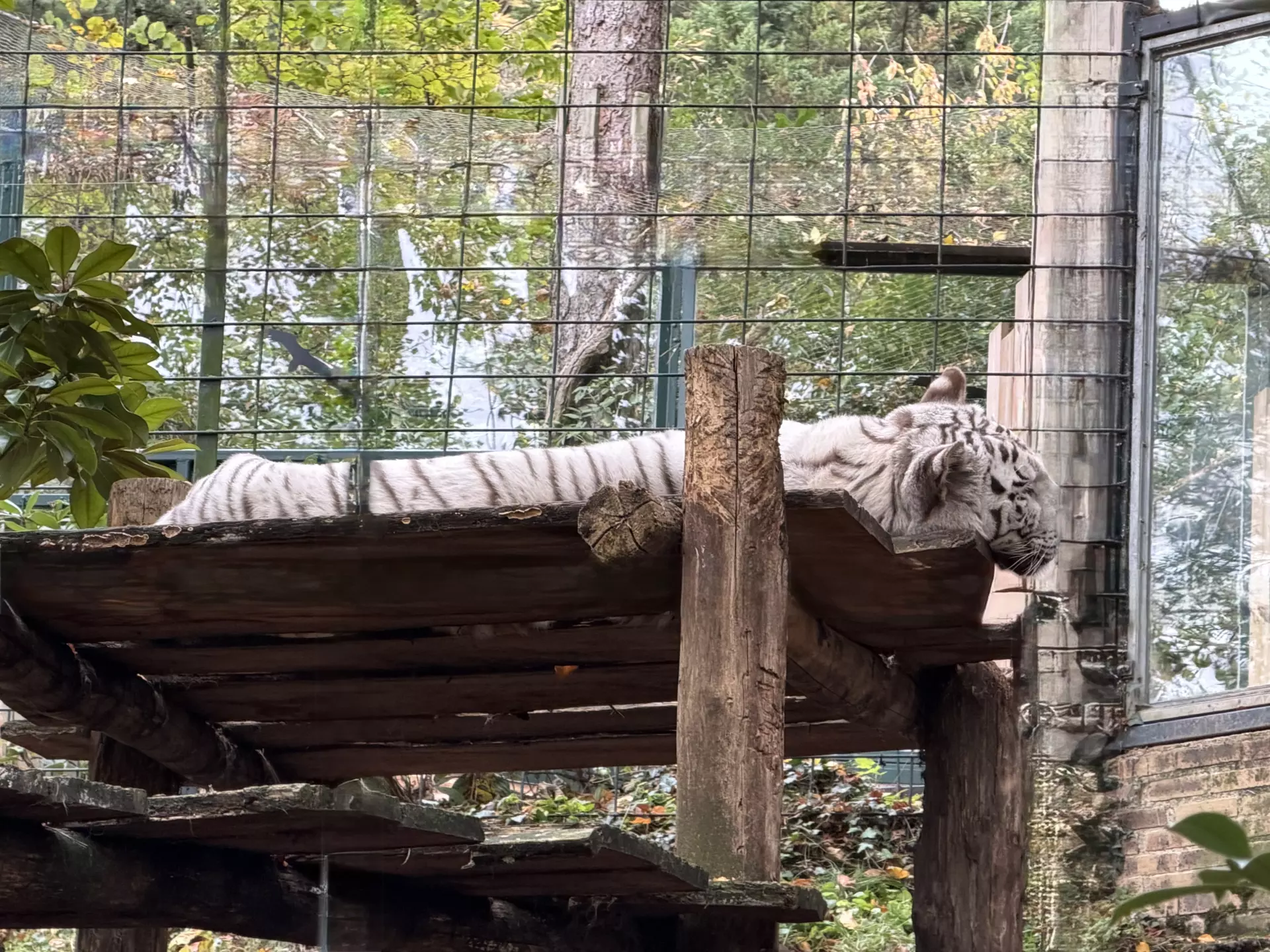 Séjour ✨ Un voyage ludique et culturel au cœur de la Normandie ✨ - Galerie Zoo de Beauval / jour 5