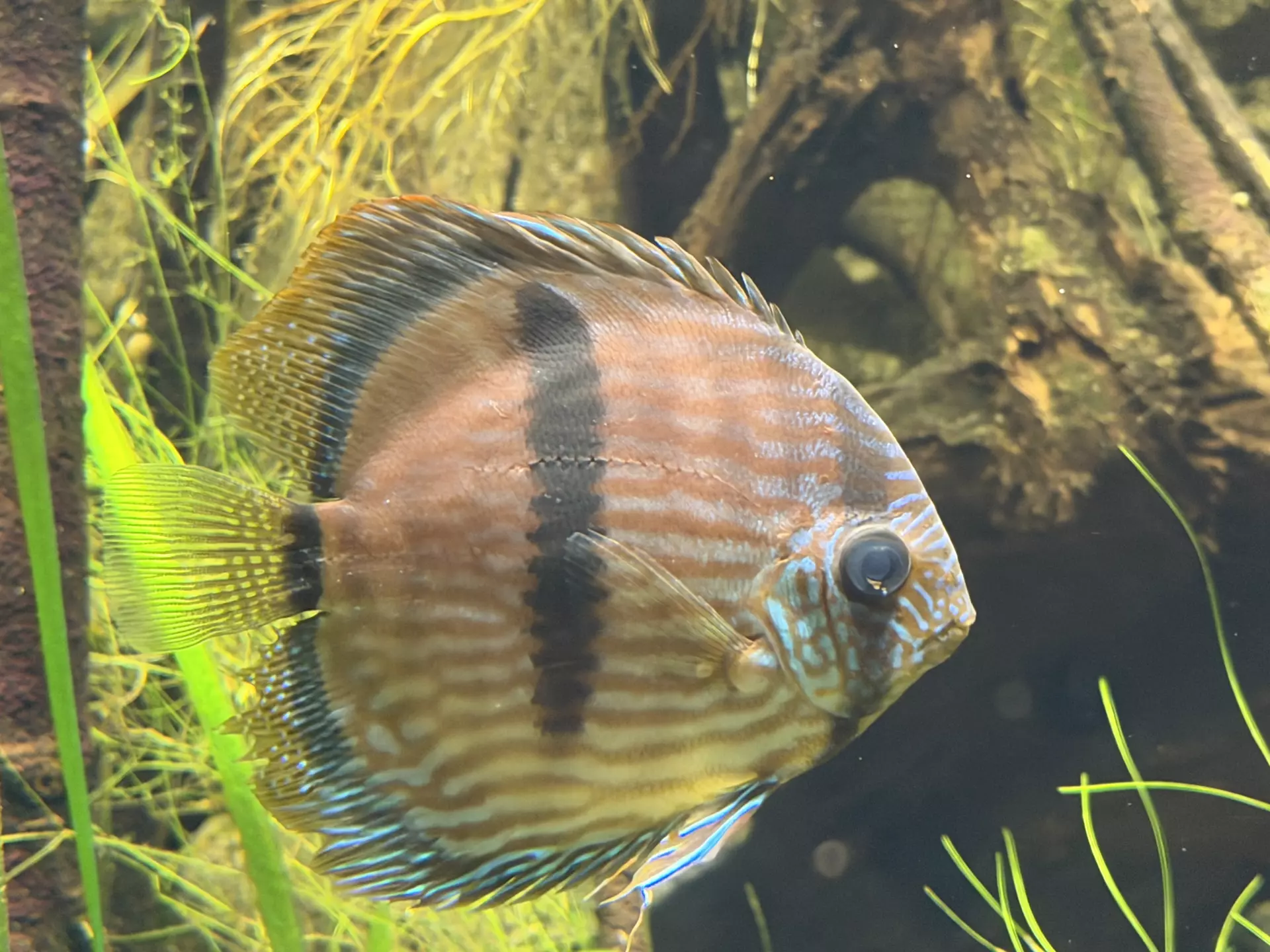 Séjour ✨ Un voyage ludique et culturel au cœur de la Normandie ✨ - Galerie Zoo de Beauval / jour 5