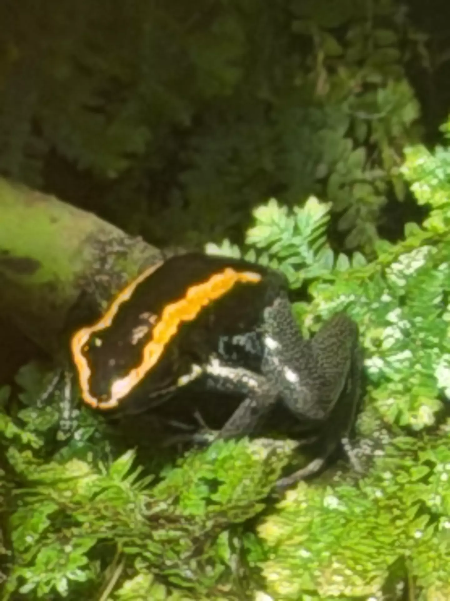 Séjour ✨ Un voyage ludique et culturel au cœur de la Normandie ✨ - Galerie Zoo de Beauval / jour 5