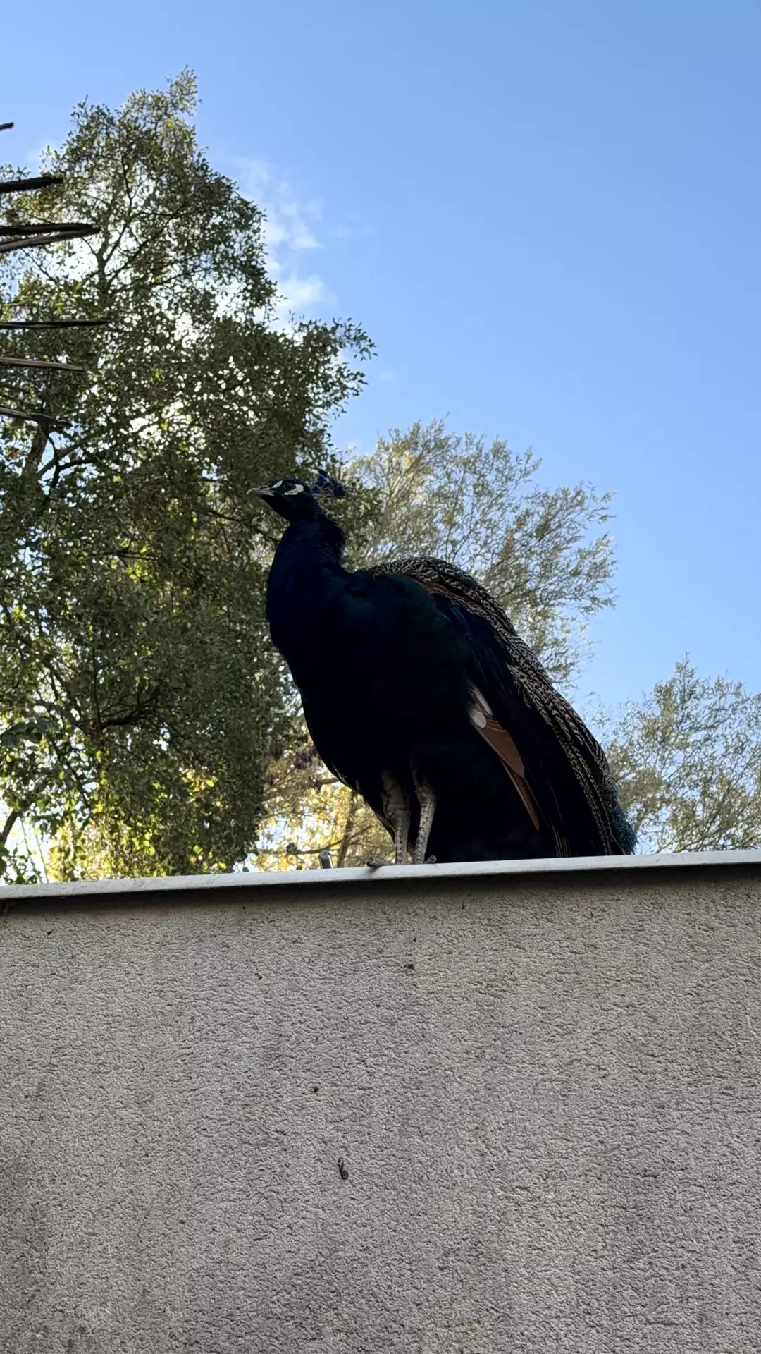 Séjour ✨ Un voyage ludique et culturel au cœur de la Normandie ✨ - Galerie Zoo de Beauval / jour 5