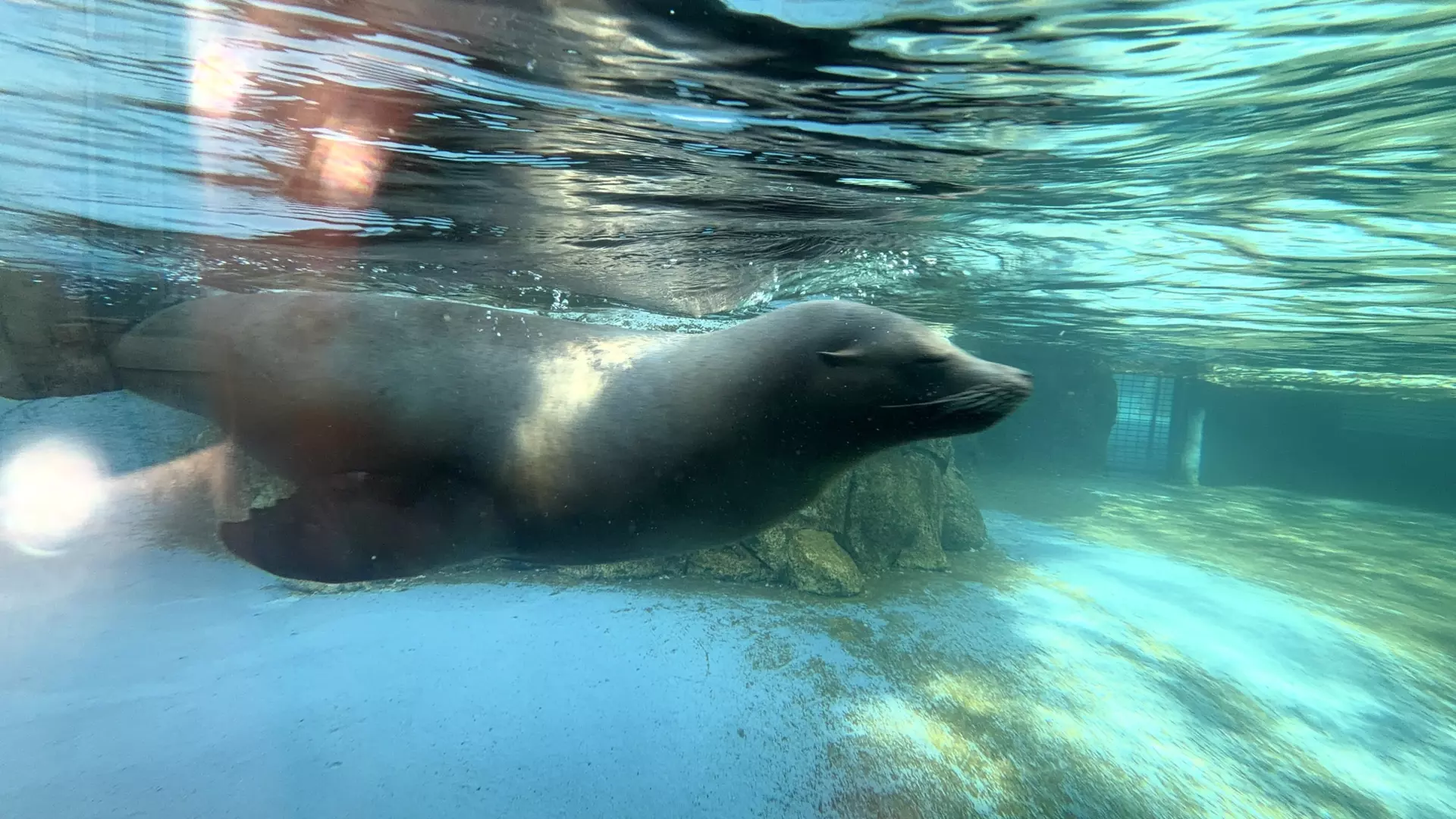 Séjour ✨ Un voyage ludique et culturel au cœur de la Normandie ✨ - Galerie Zoo de Beauval / jour 5