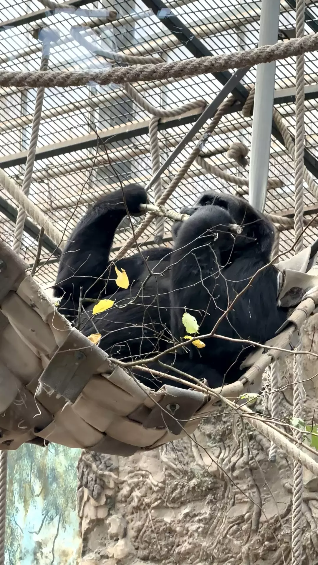 Séjour ✨ Un voyage ludique et culturel au cœur de la Normandie ✨ - Galerie Zoo de Beauval / jour 5