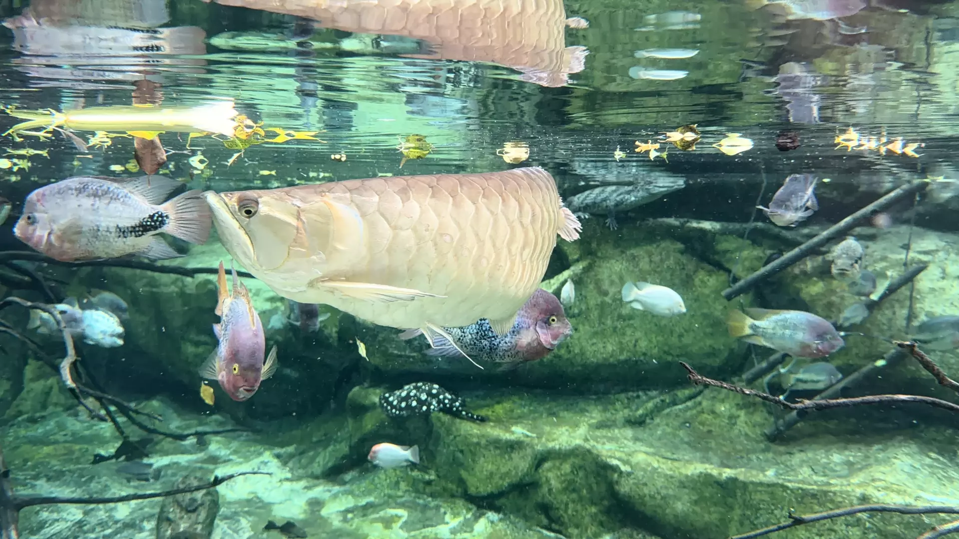 Séjour ✨ Un voyage ludique et culturel au cœur de la Normandie ✨ - Galerie Zoo de Beauval / jour 5
