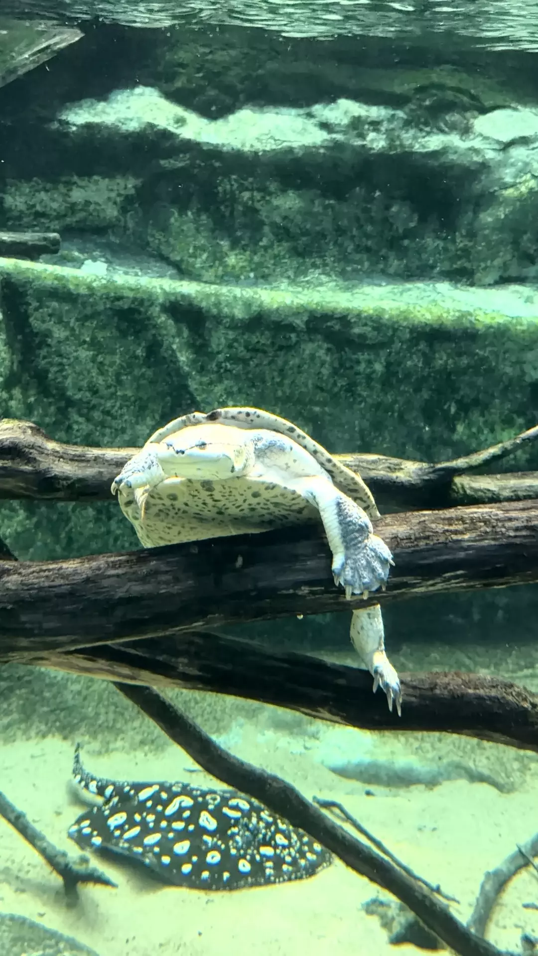 Séjour ✨ Un voyage ludique et culturel au cœur de la Normandie ✨ - Galerie Zoo de Beauval / jour 5