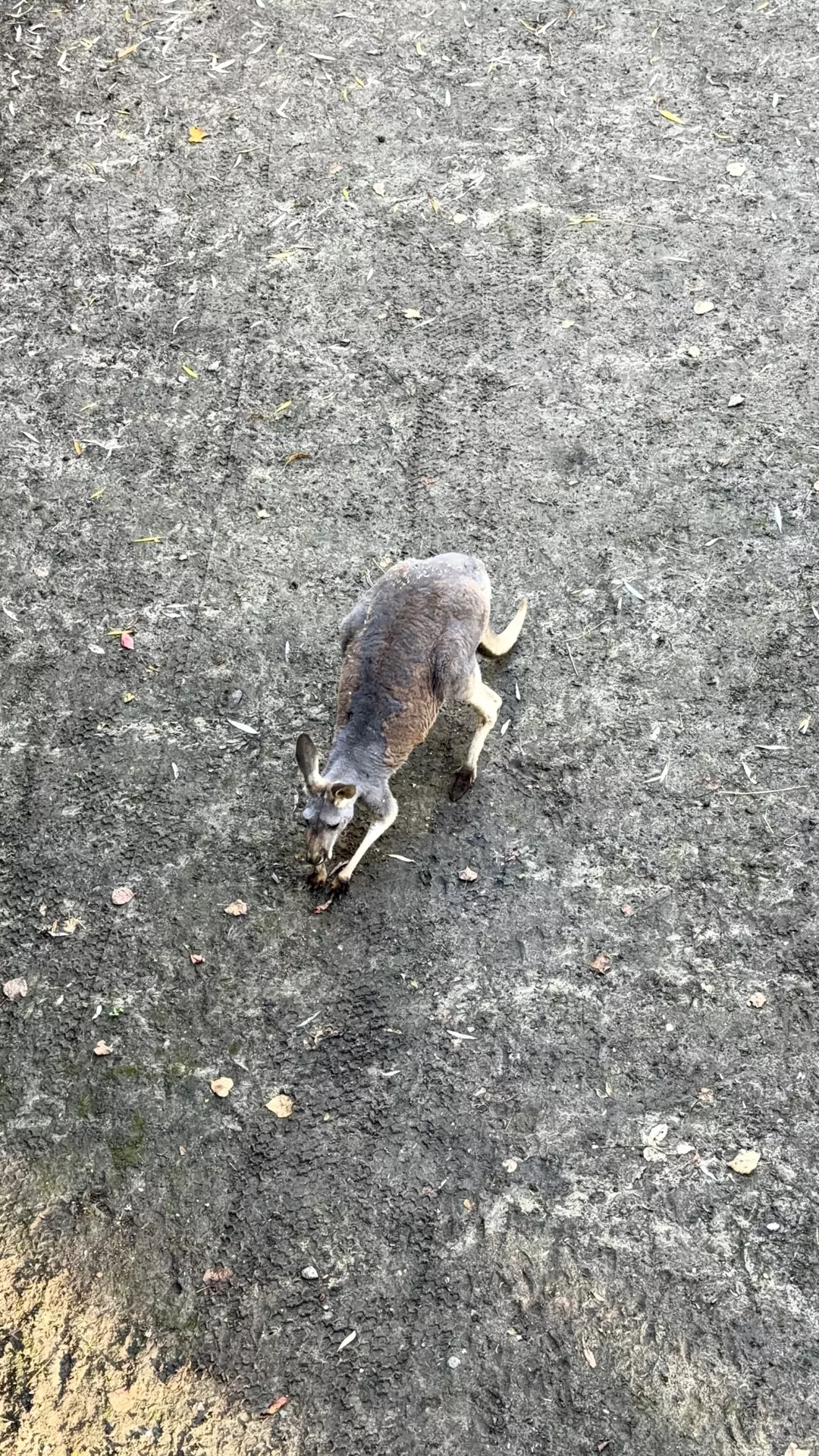 Séjour ✨ Un voyage ludique et culturel au cœur de la Normandie ✨ - Galerie Zoo de Beauval / jour 5