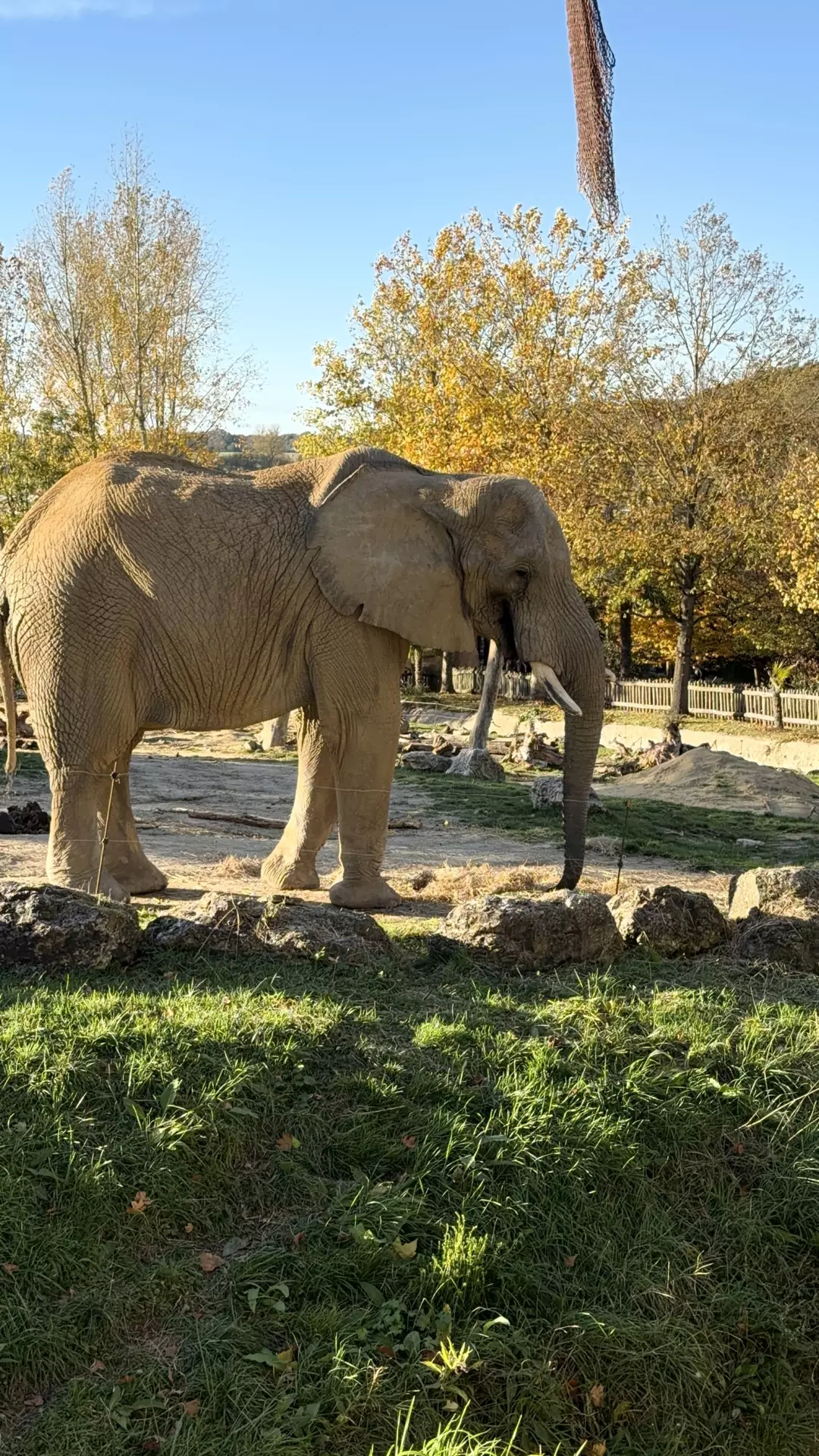Séjour ✨ Un voyage ludique et culturel au cœur de la Normandie ✨ - Galerie Zoo de Beauval / jour 5