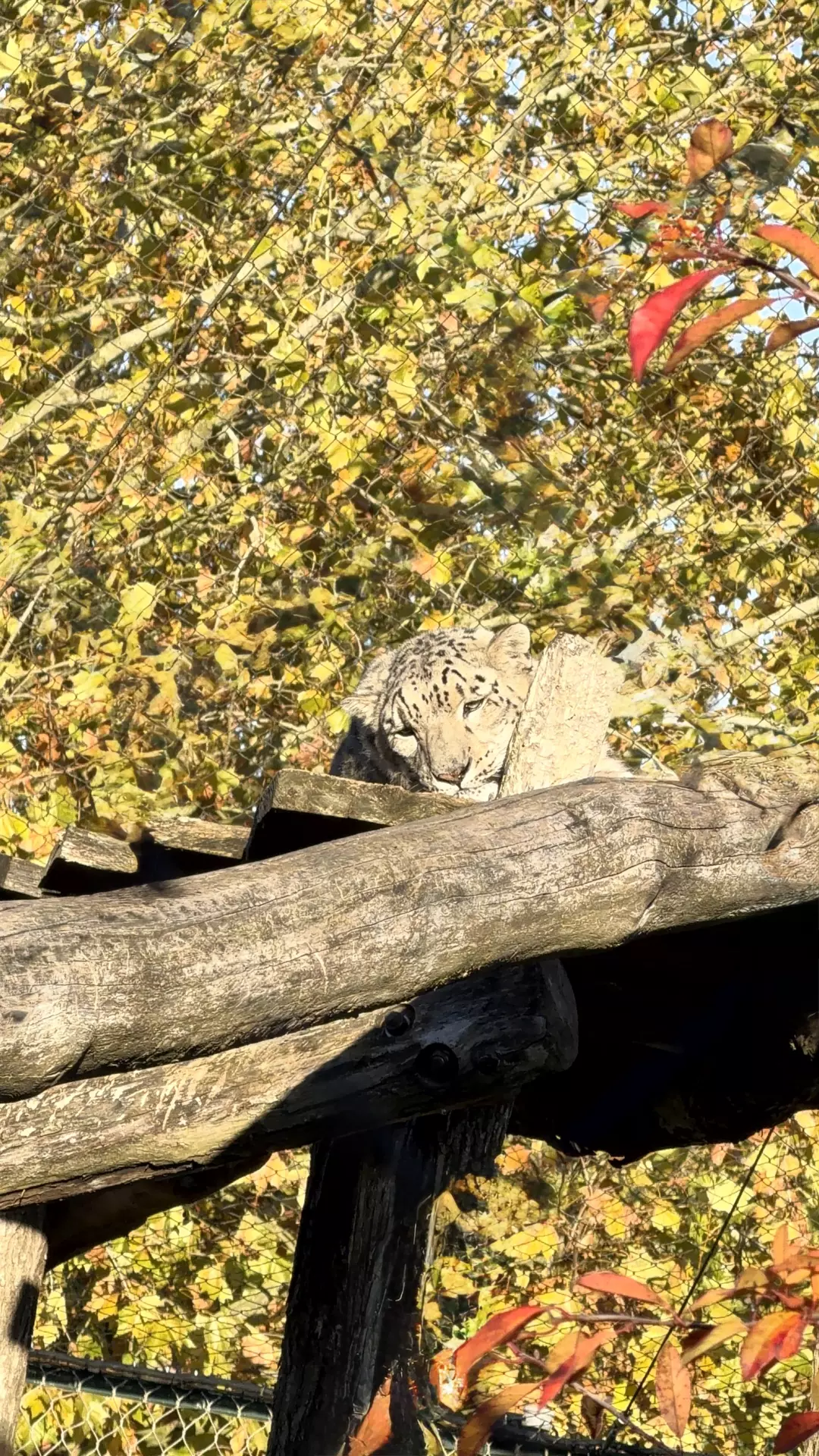 Séjour ✨ Un voyage ludique et culturel au cœur de la Normandie ✨ - Galerie Zoo de Beauval / jour 5