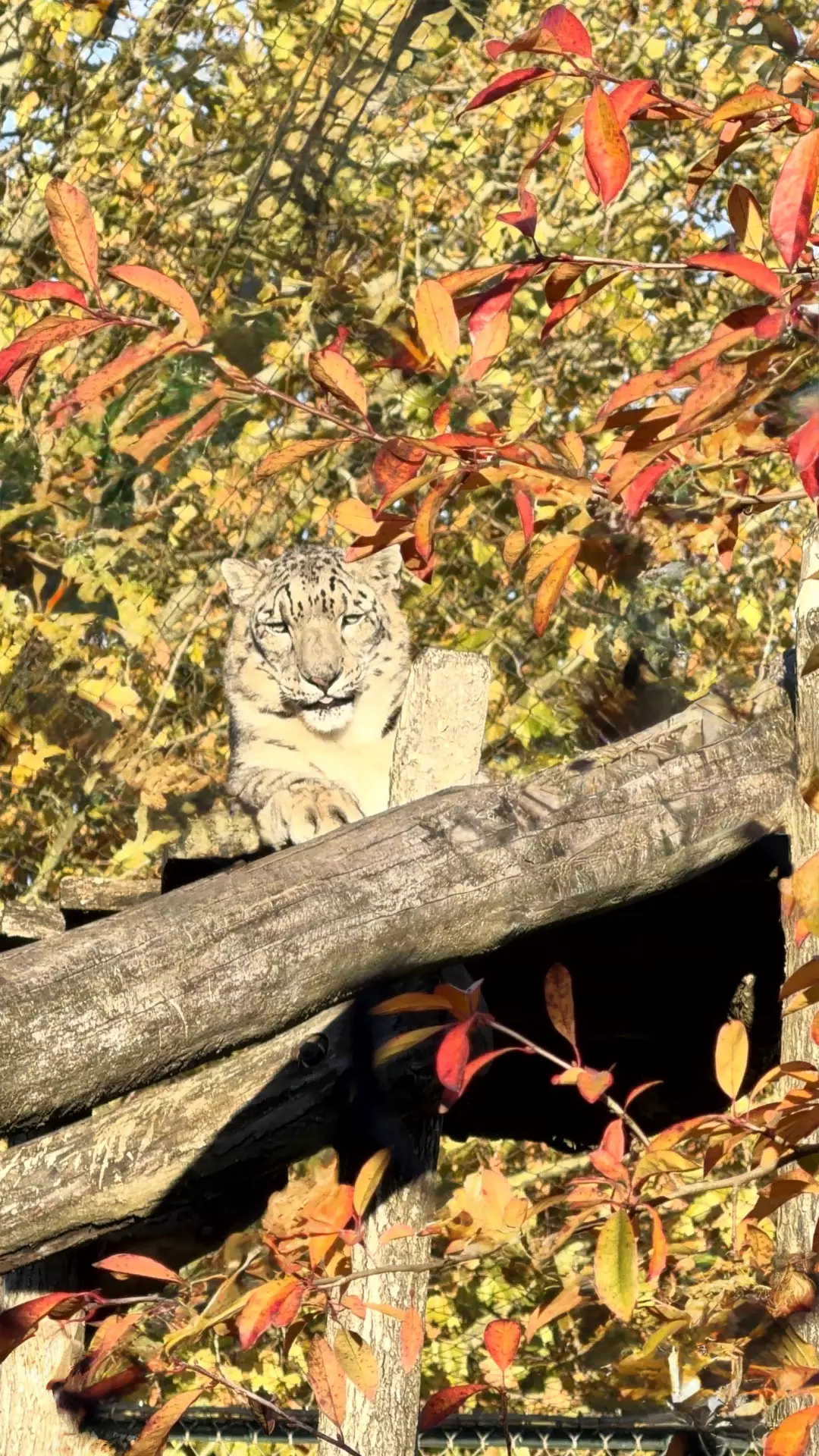 Séjour ✨ Un voyage ludique et culturel au cœur de la Normandie ✨ - Galerie Zoo de Beauval / jour 5