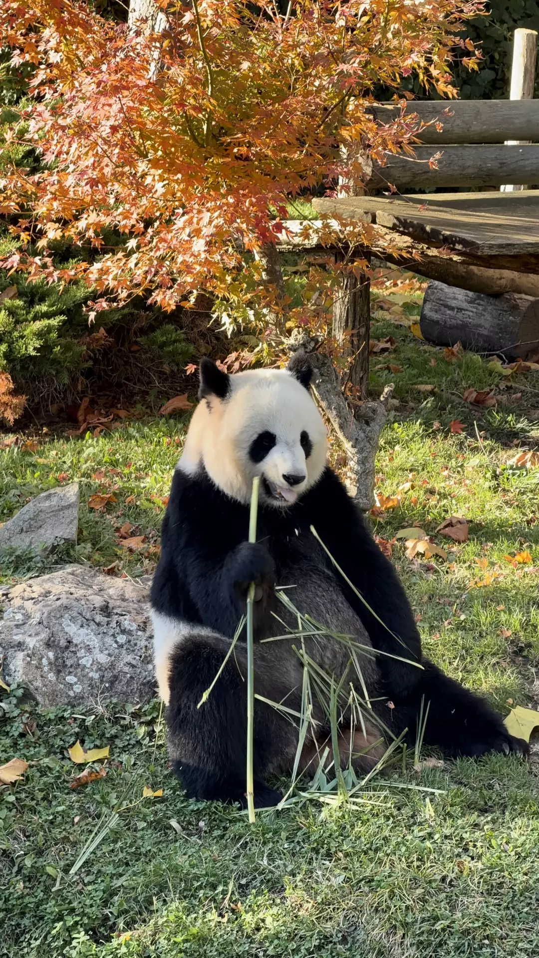 Séjour ✨ Un voyage ludique et culturel au cœur de la Normandie ✨ - Galerie Zoo de Beauval / jour 5