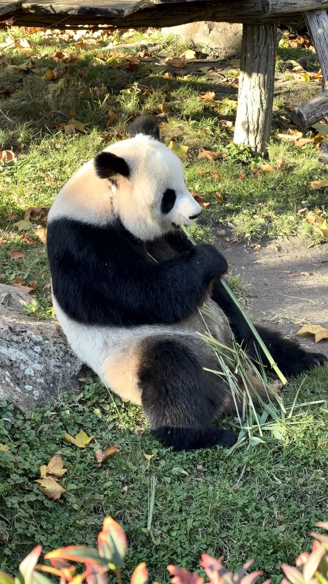 Séjour ✨ Un voyage ludique et culturel au cœur de la Normandie ✨ - Galerie Zoo de Beauval / jour 5