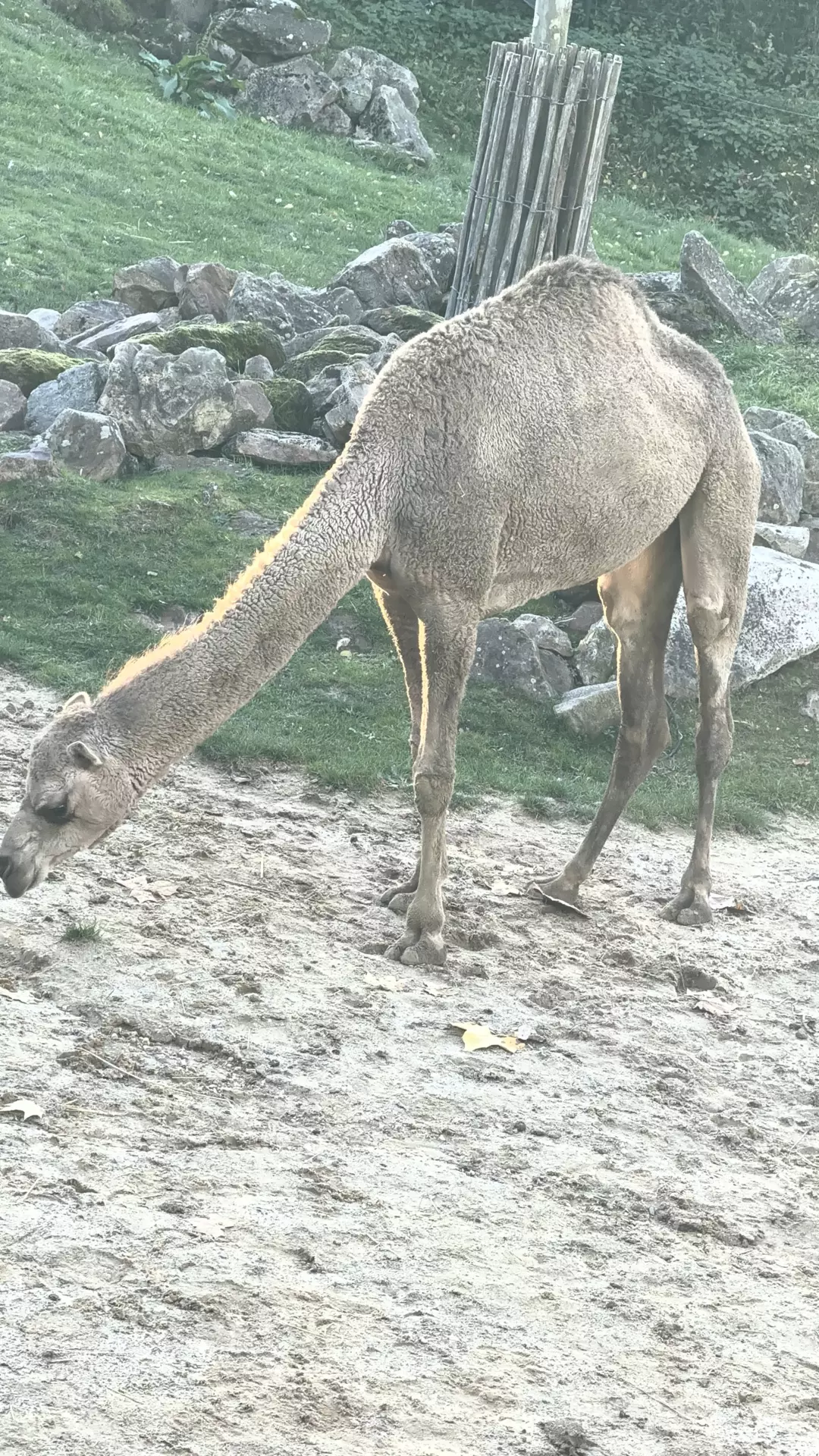 Séjour ✨ Un voyage ludique et culturel au cœur de la Normandie ✨ - Galerie Zoo de Beauval / jour 5