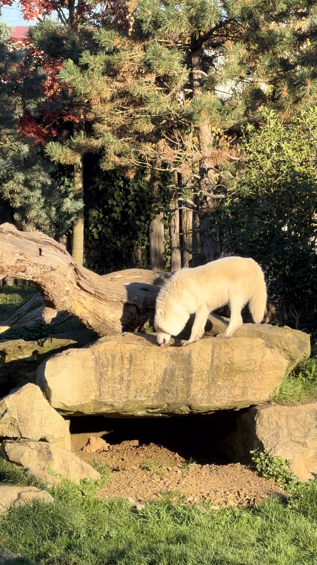 Séjour ✨ Un voyage ludique et culturel au cœur de la Normandie ✨ - Galerie Zoo de Beauval / jour 5