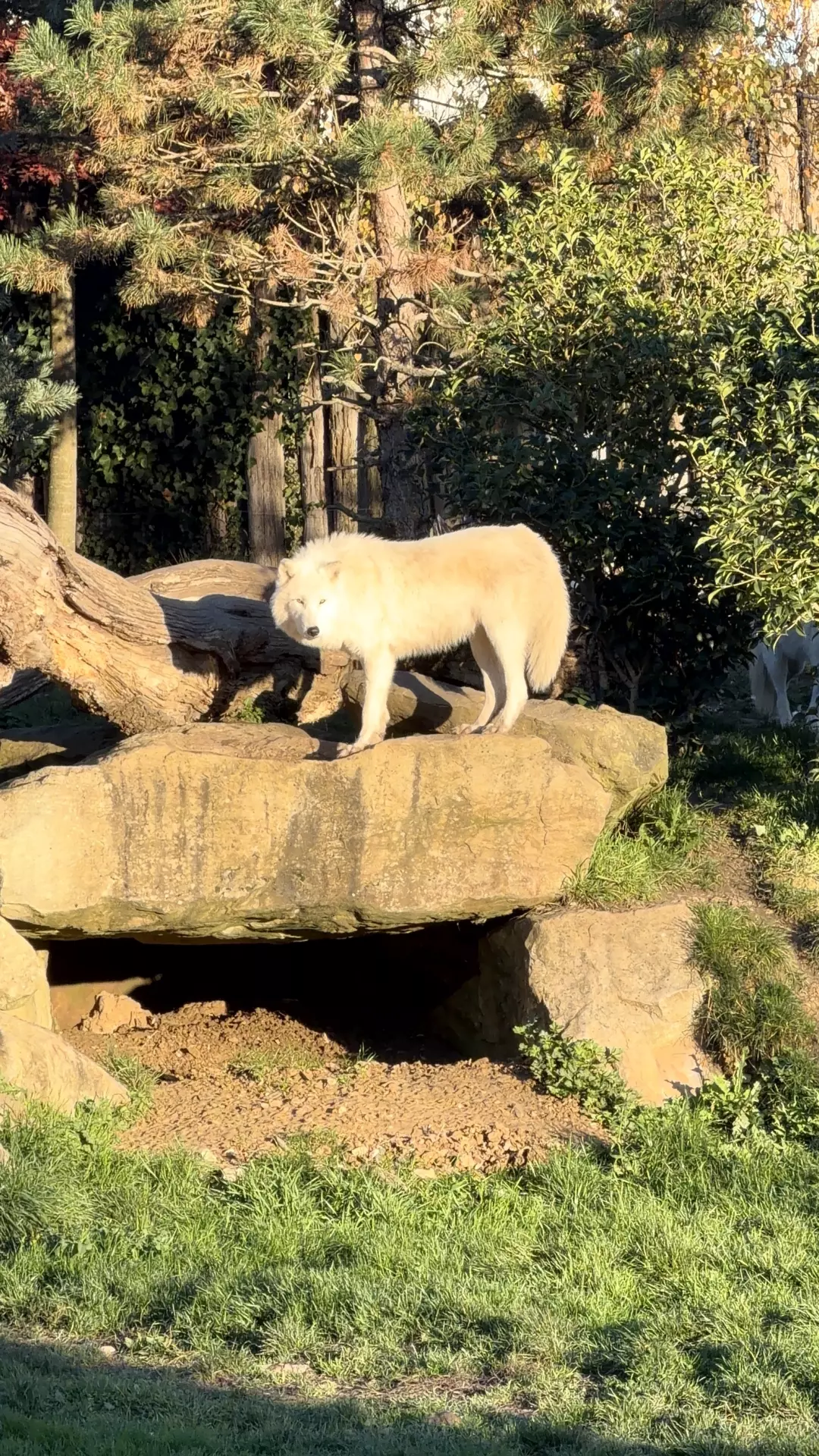 Séjour ✨ Un voyage ludique et culturel au cœur de la Normandie ✨ - Galerie Zoo de Beauval / jour 5