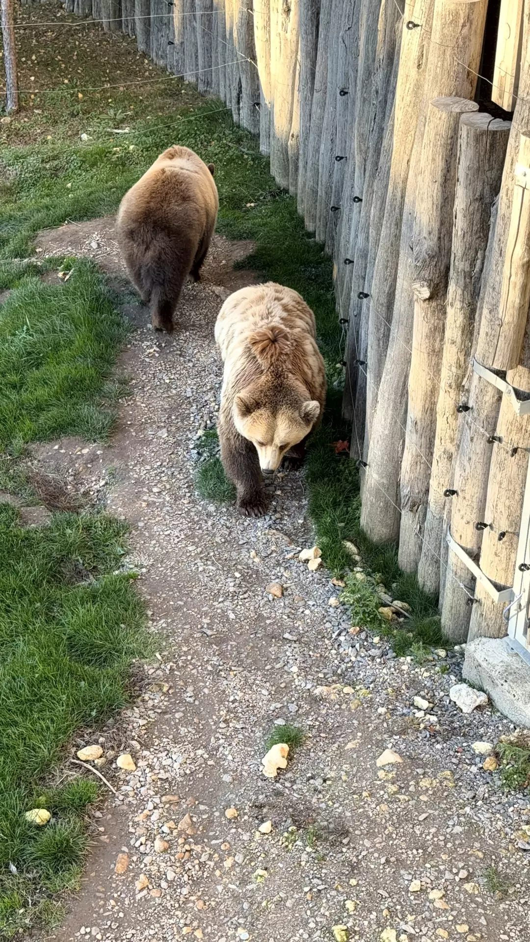 Séjour ✨ Un voyage ludique et culturel au cœur de la Normandie ✨ - Galerie Zoo de Beauval / jour 5