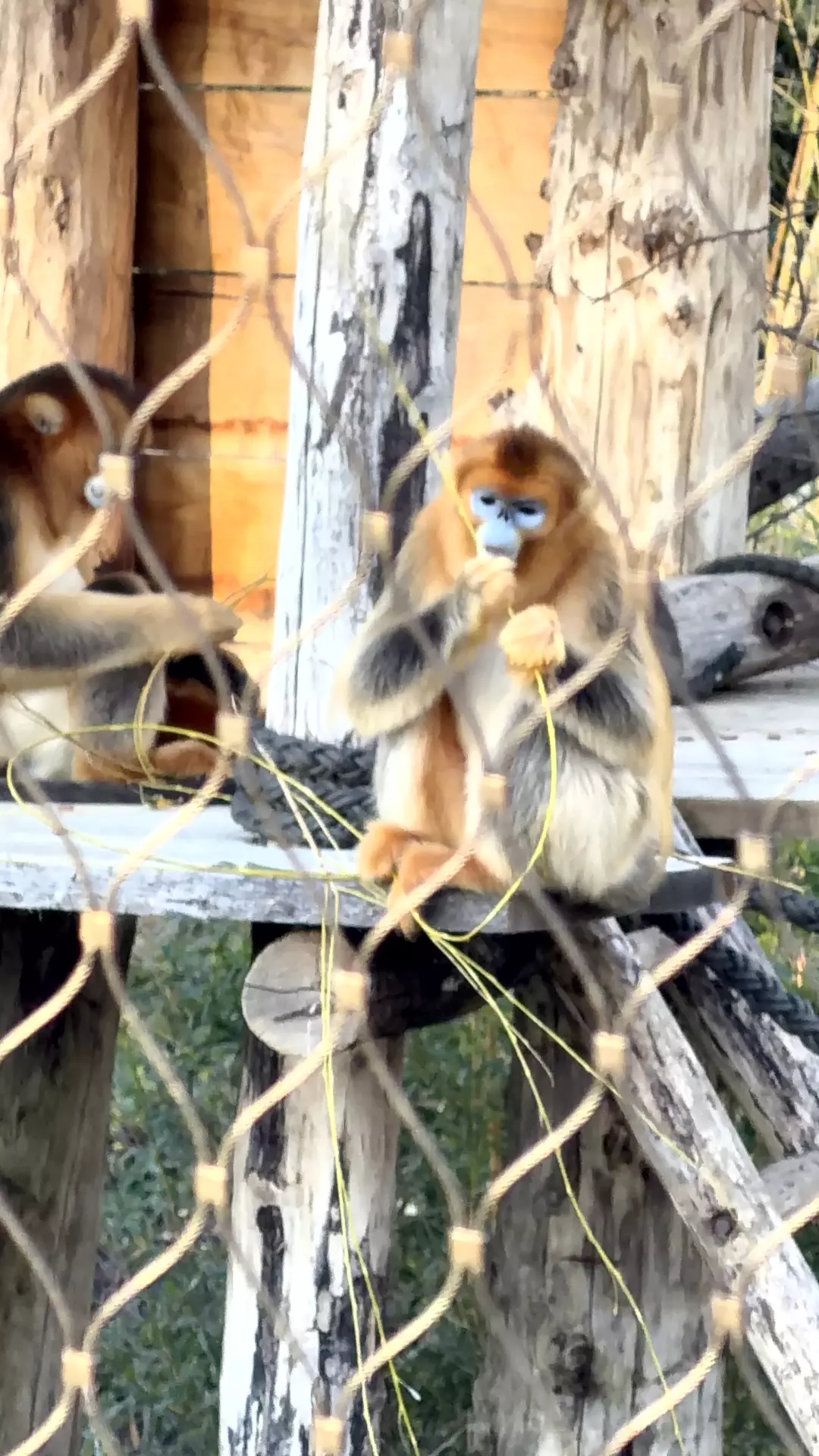 Séjour ✨ Un voyage ludique et culturel au cœur de la Normandie ✨ - Galerie Zoo de Beauval / jour 5