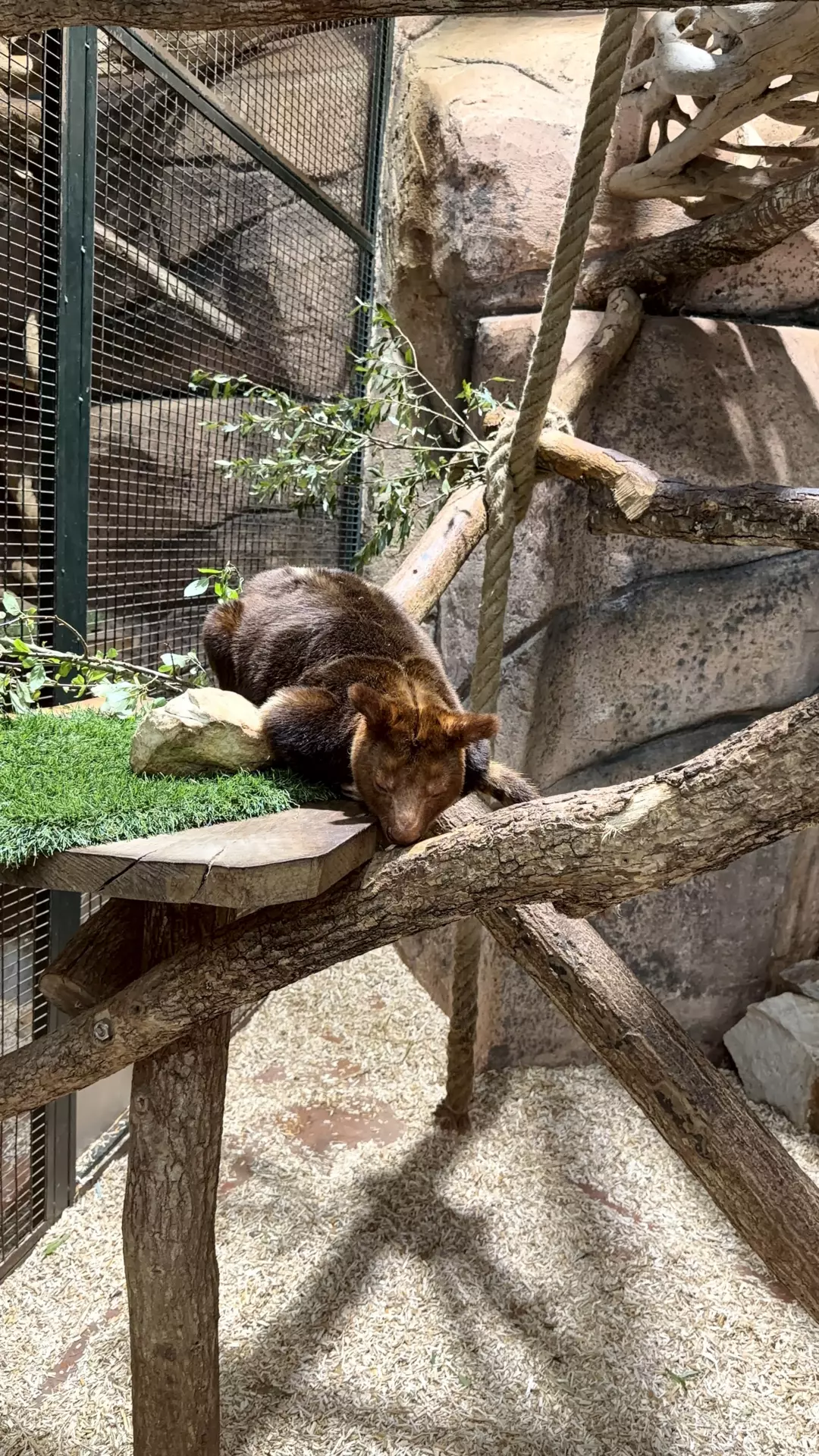 Séjour ✨ Un voyage ludique et culturel au cœur de la Normandie ✨ - Galerie Zoo de Beauval / jour 5