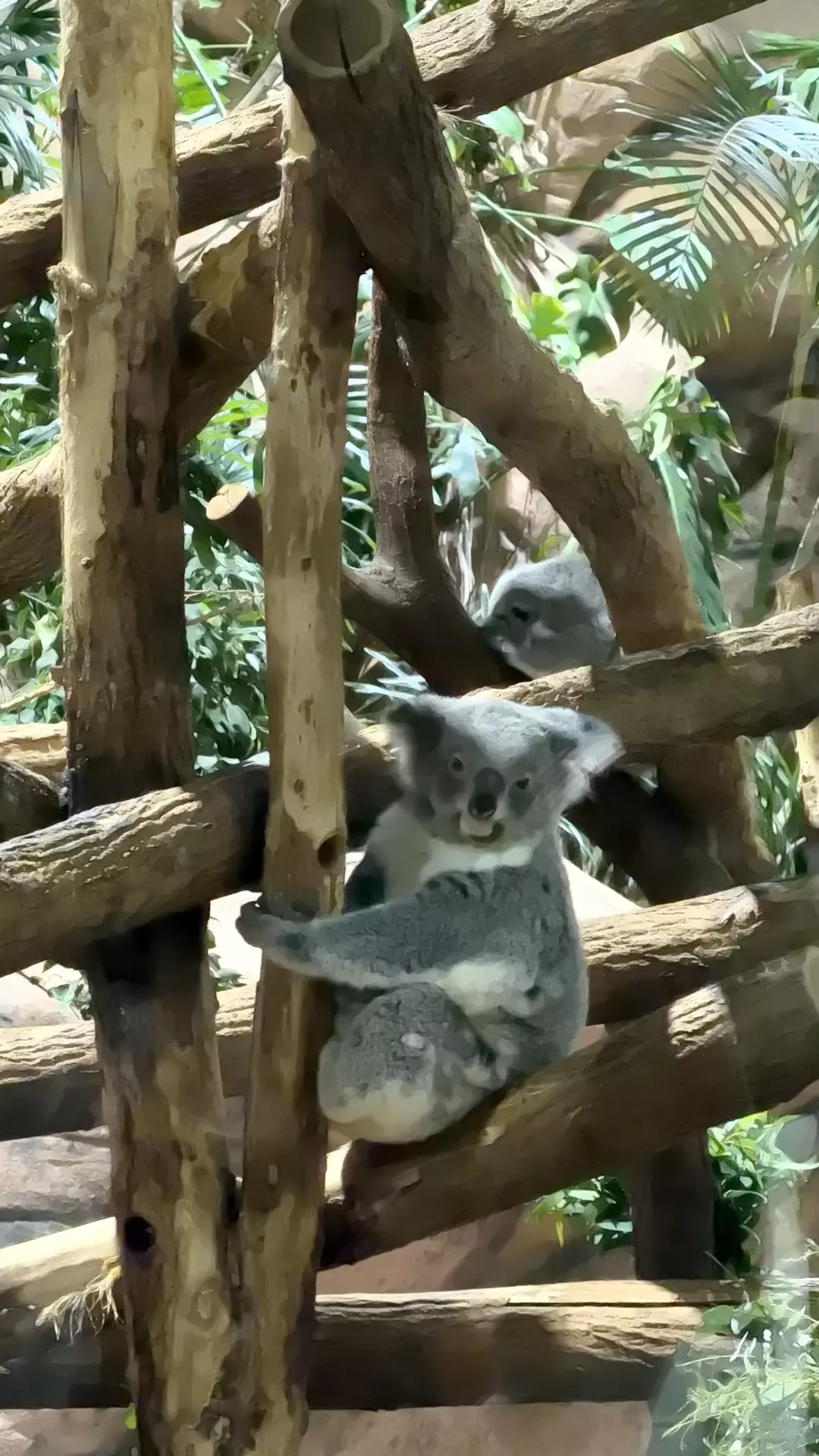 Séjour ✨ Un voyage ludique et culturel au cœur de la Normandie ✨ - Galerie Zoo de Beauval / jour 5